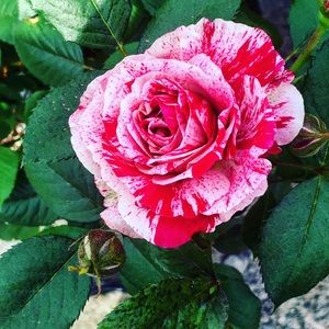 Meet your Posher, Phoebe